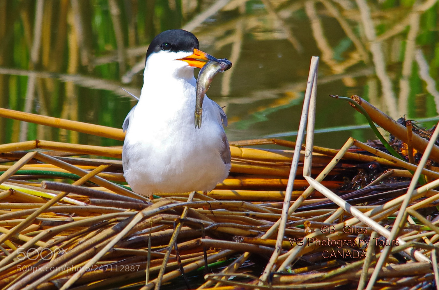 Pentax K-5 IIs sample photo. Fooding for the little photography