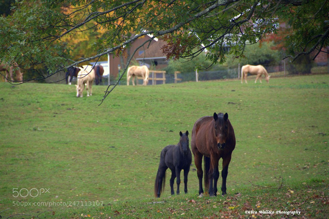 Nikon D7100 sample photo. Horses at the farm photography
