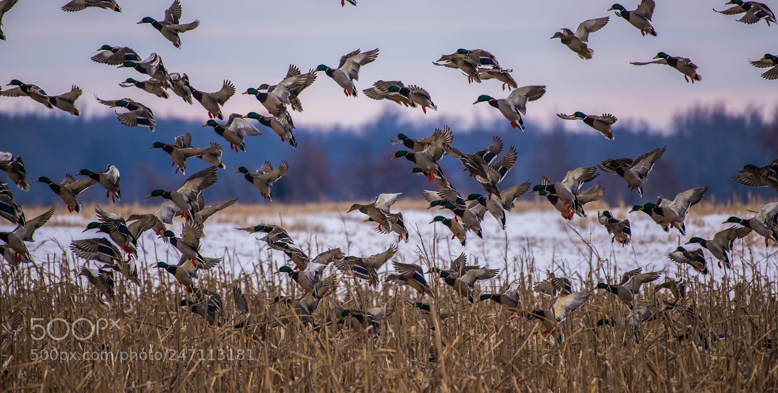 Nikon D850 sample photo. Mallards photography
