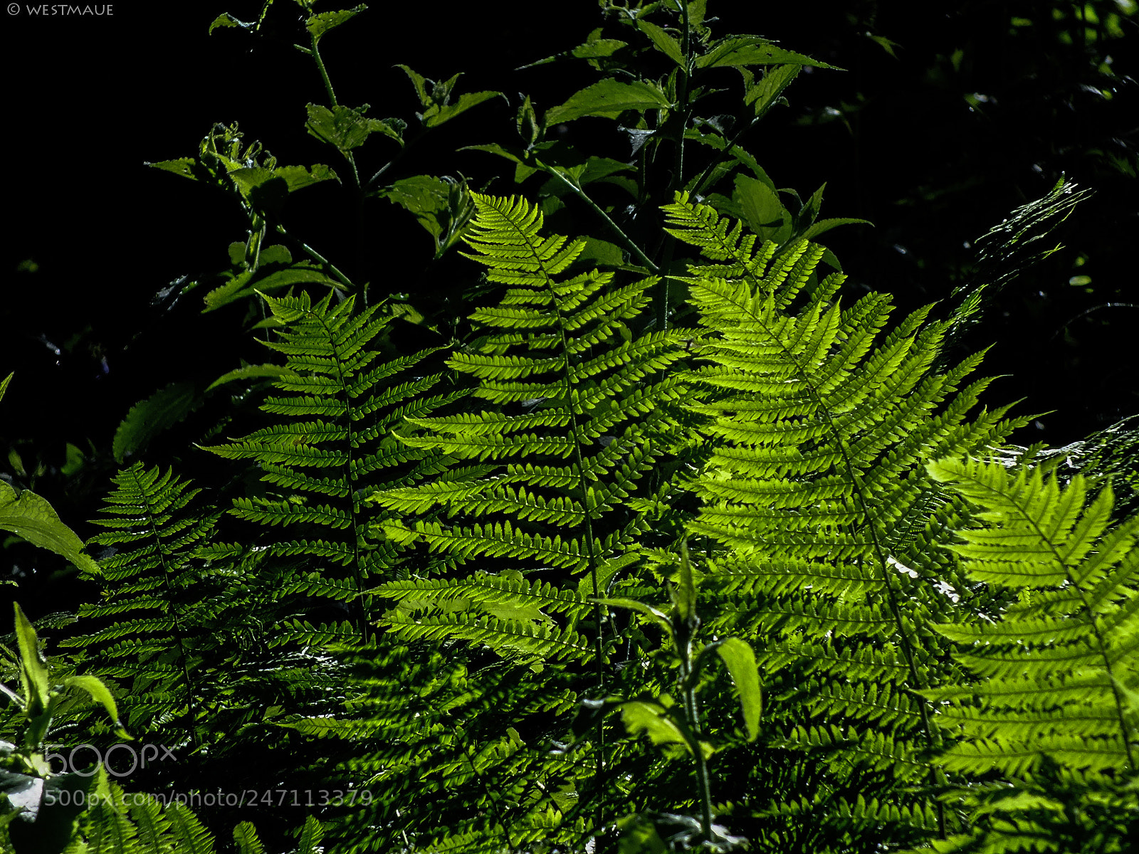 FujiFilm FinePix HS20 EXR (FinePix HS22 EXR) sample photo. Glowing fern photography