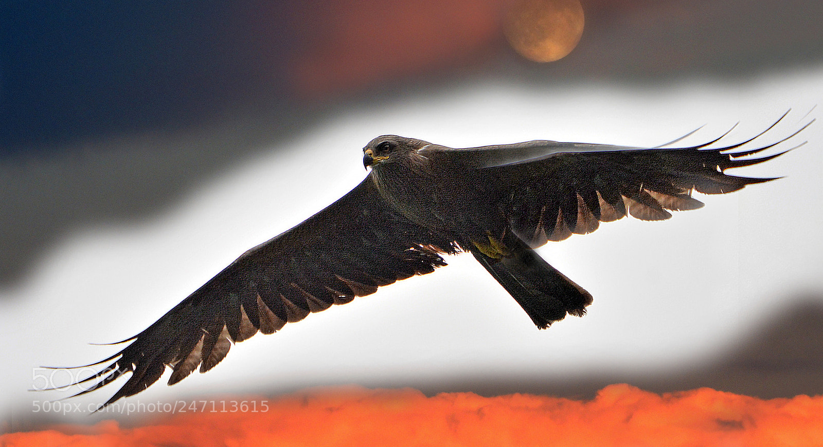 Nikon D7100 sample photo. True colors of falcon photography