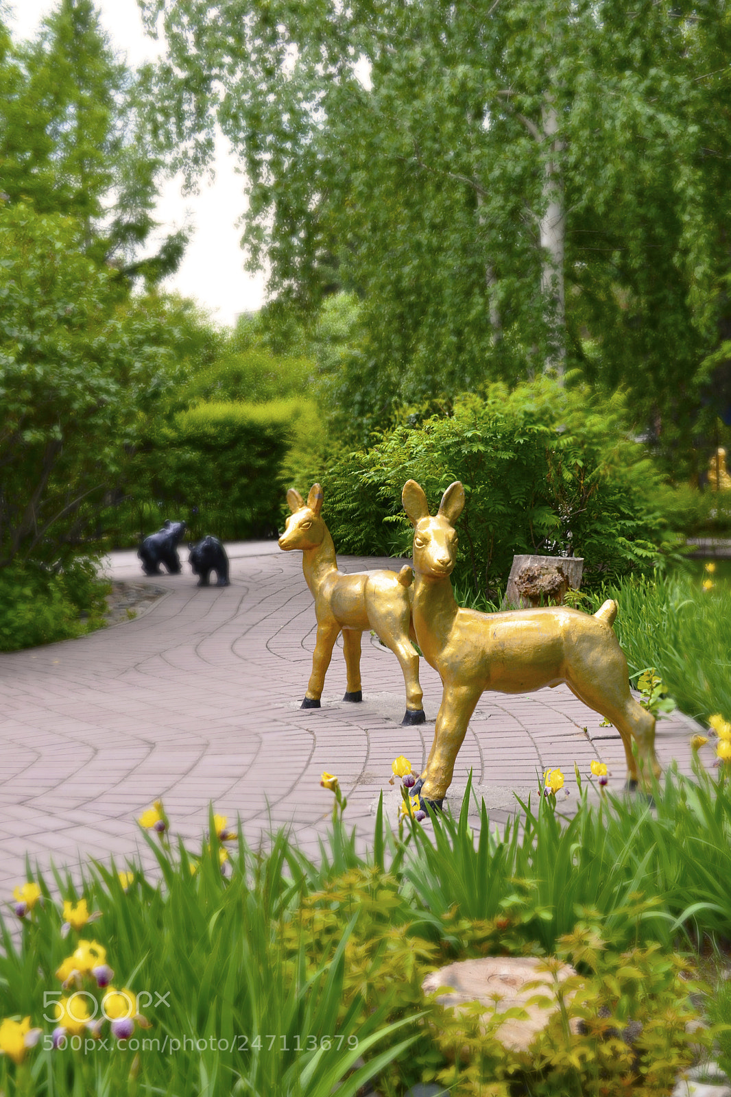 Nikon D3100 sample photo. Deers in zhastar park photography
