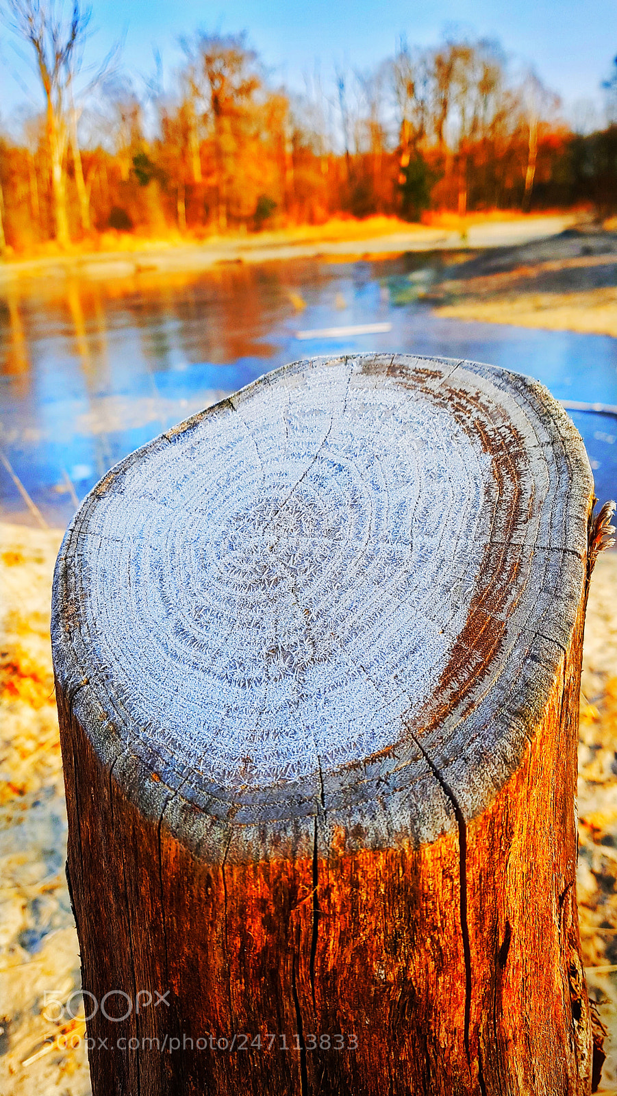 Samsung Galaxy S7 sample photo. Wood photography