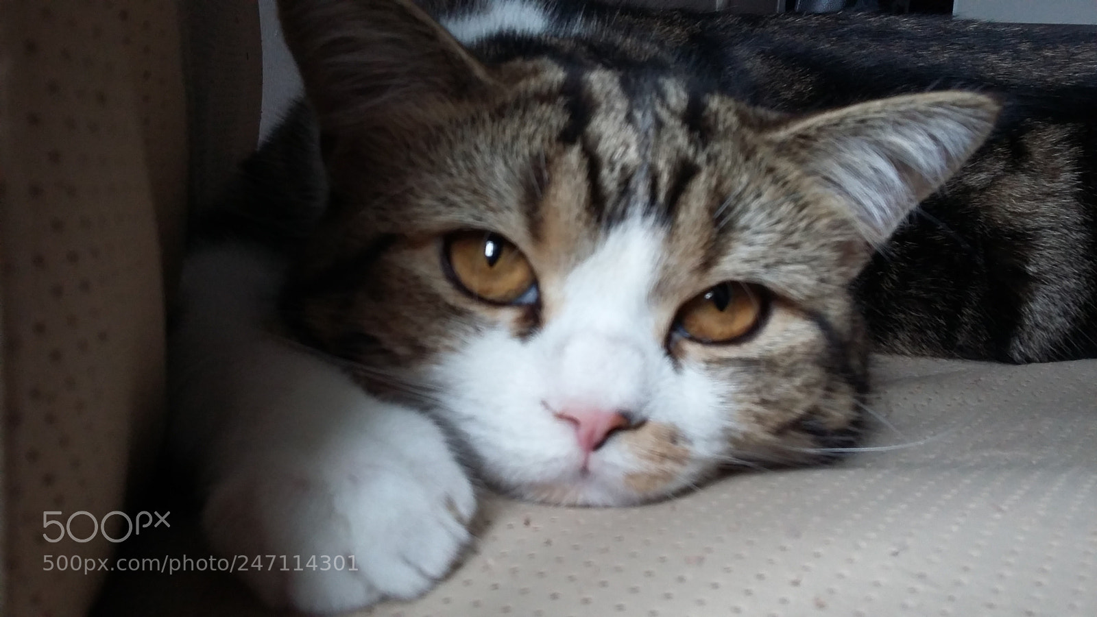 Samsung Galaxy A3 sample photo. 20160503_122127.jpg photography