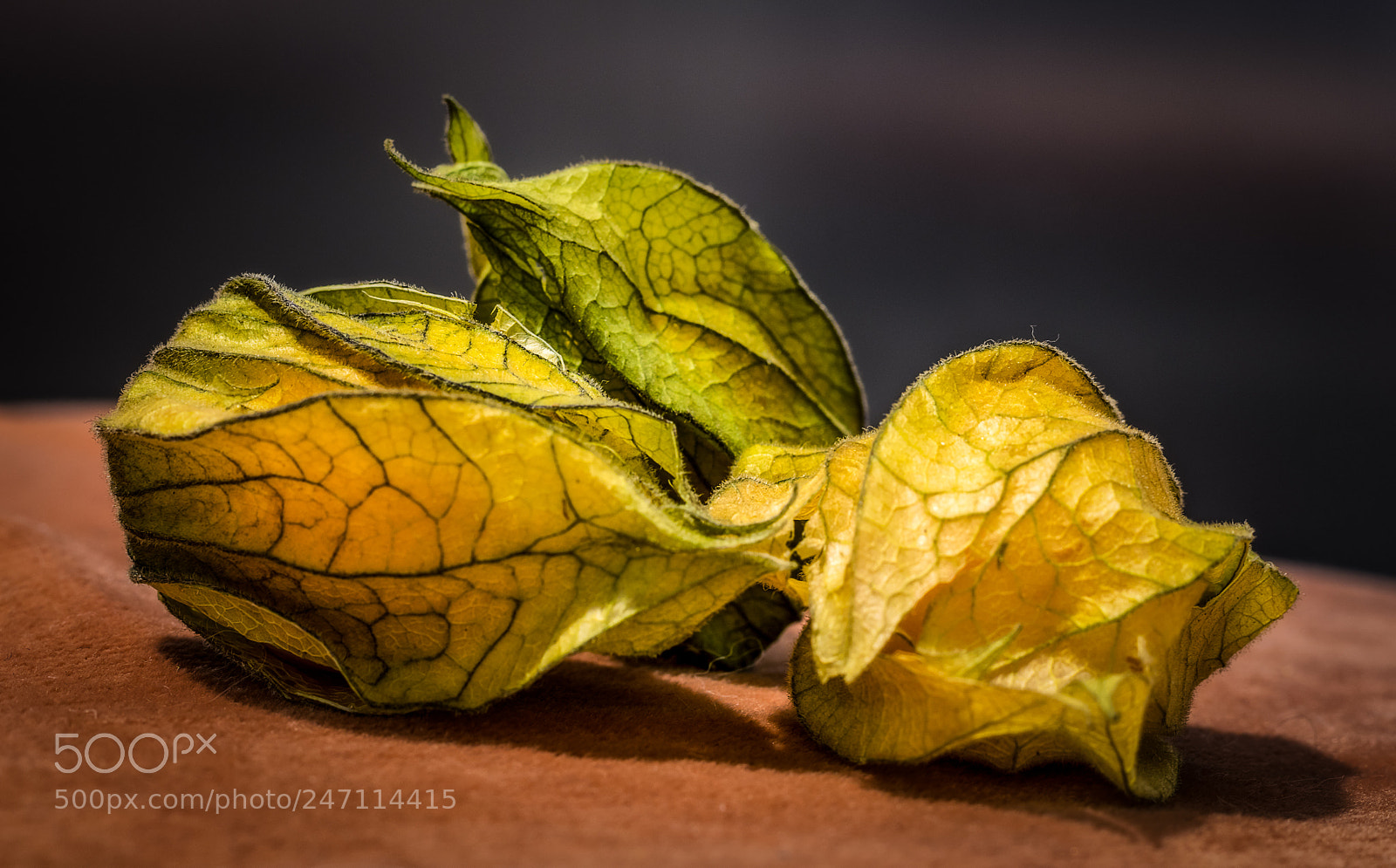 Canon EOS 200D (EOS Rebel SL2 / EOS Kiss X9) sample photo. Dramatic physalis photography