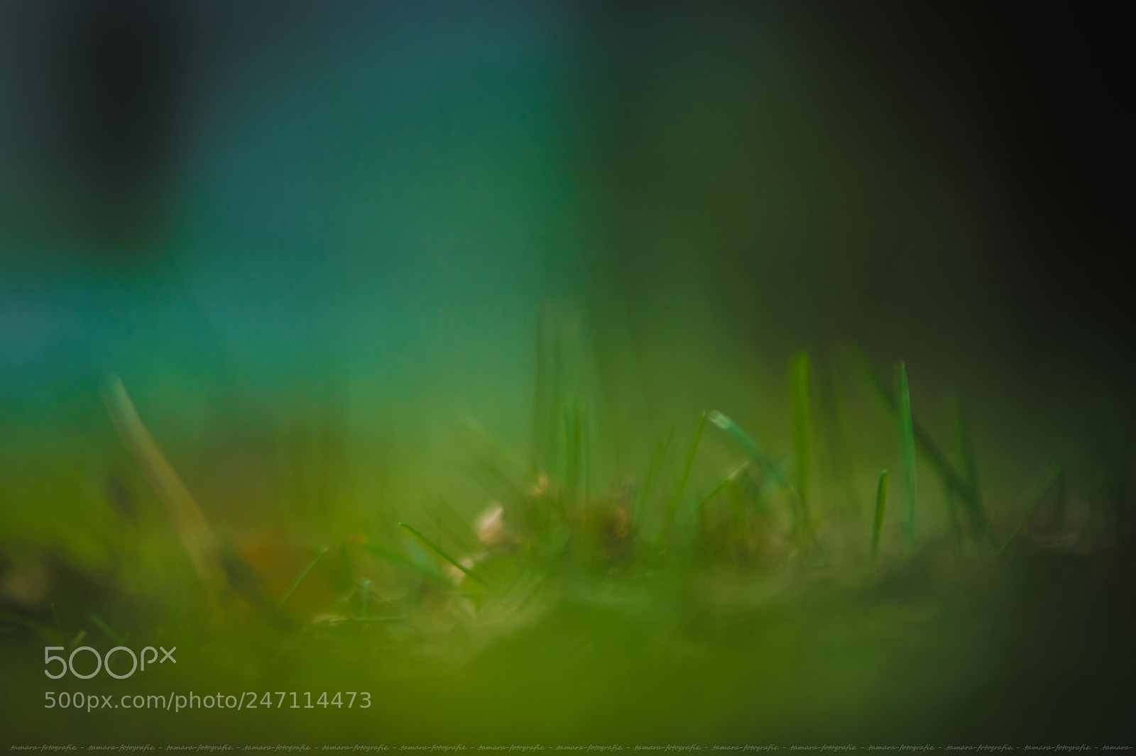 Sony ILCA-77M2 sample photo. G r a s photography