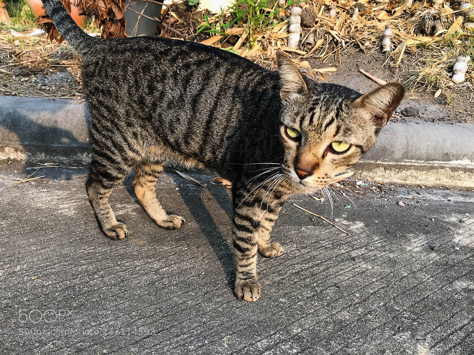 Apple iPhone 6 Plus sample photo. Apc_0082.jpg photography