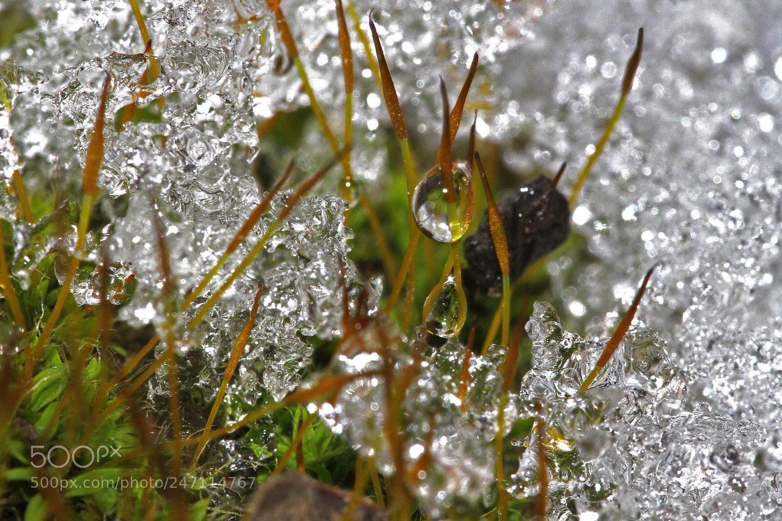 Canon EOS 7D sample photo. Little world photography