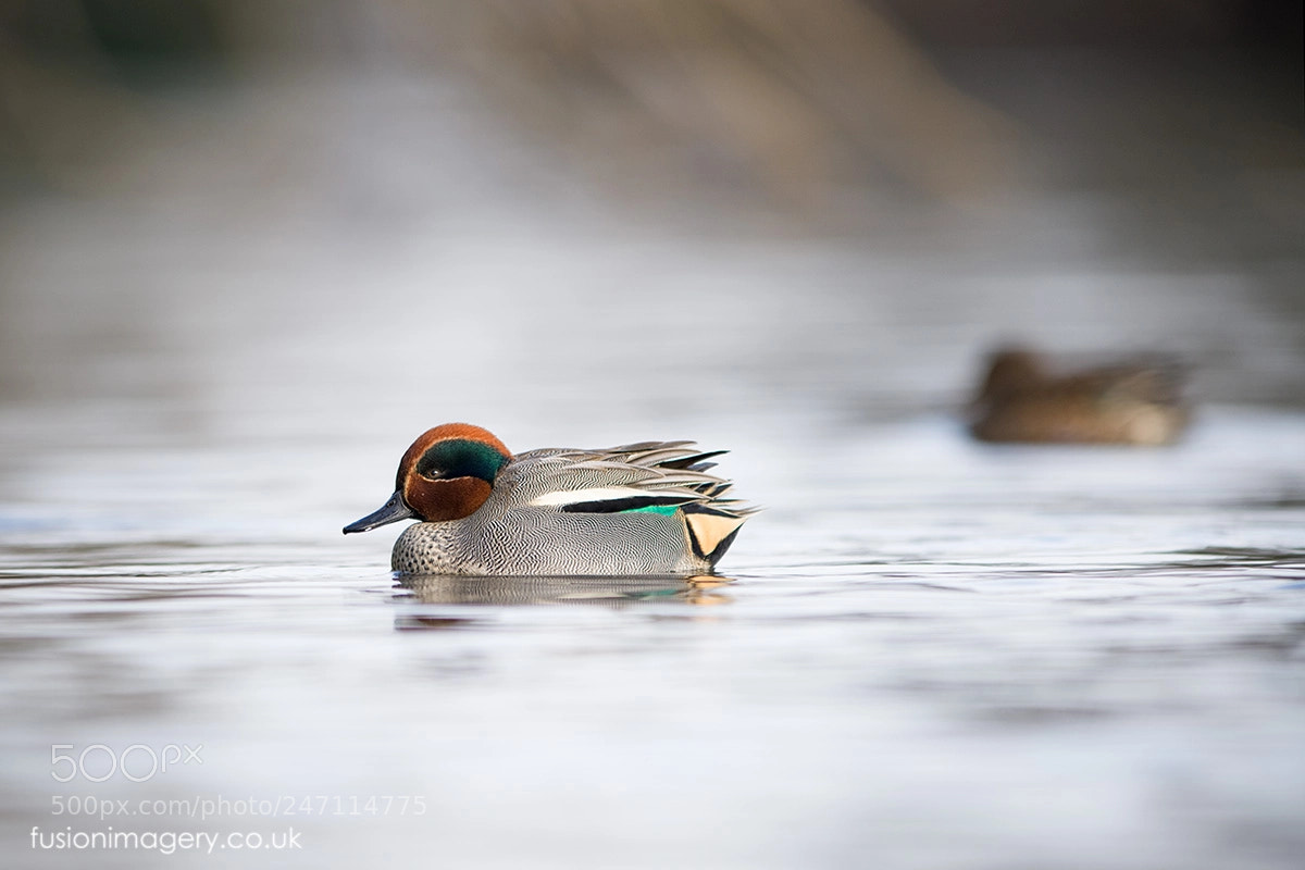 Nikon D850 sample photo. A duck photography