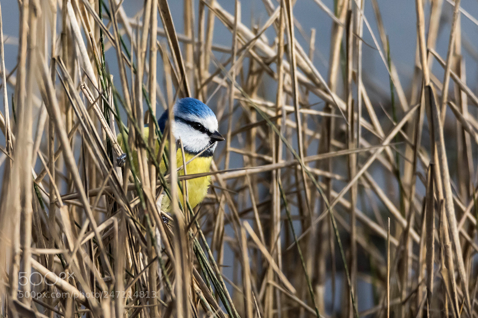 Nikon D7200 sample photo. Blue tit in the photography
