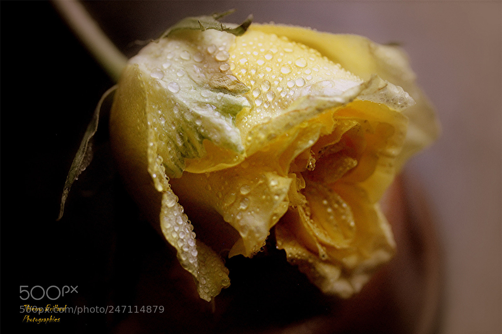 Canon EOS 600D (Rebel EOS T3i / EOS Kiss X5) sample photo. Rose jaune et gouttelettes photography