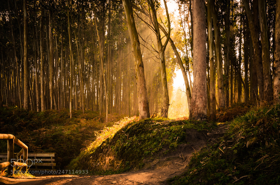 Nikon D5100 sample photo. Forest with golden light photography