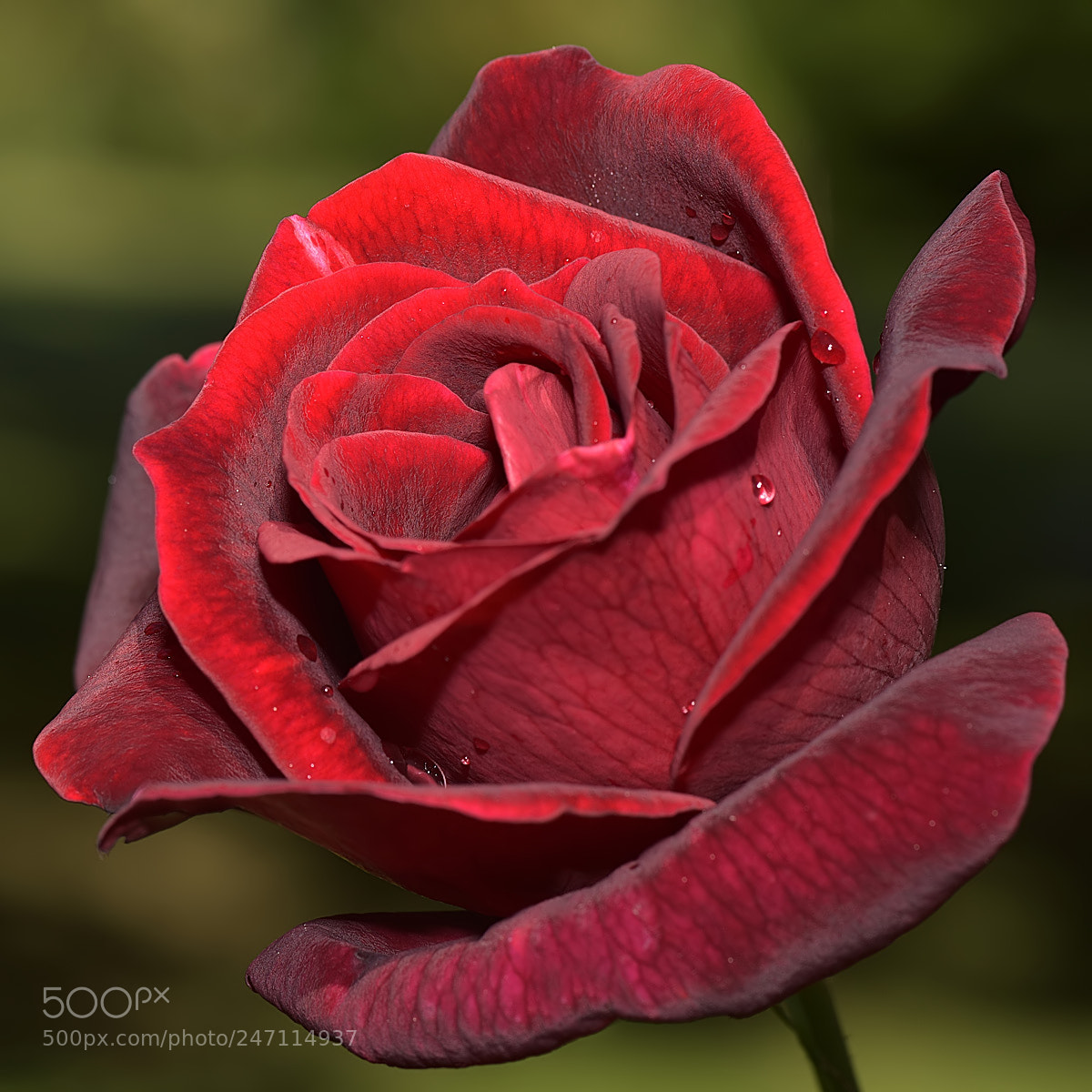 Nikon D810 sample photo. Un pensiero photography