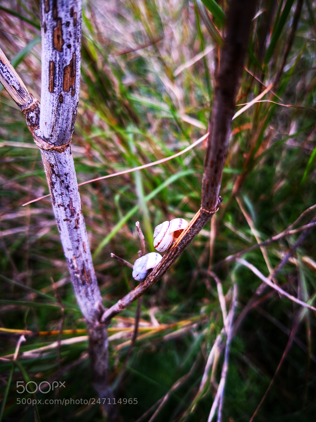 HUAWEI Mate 10 Pro sample photo. Two snails on the photography