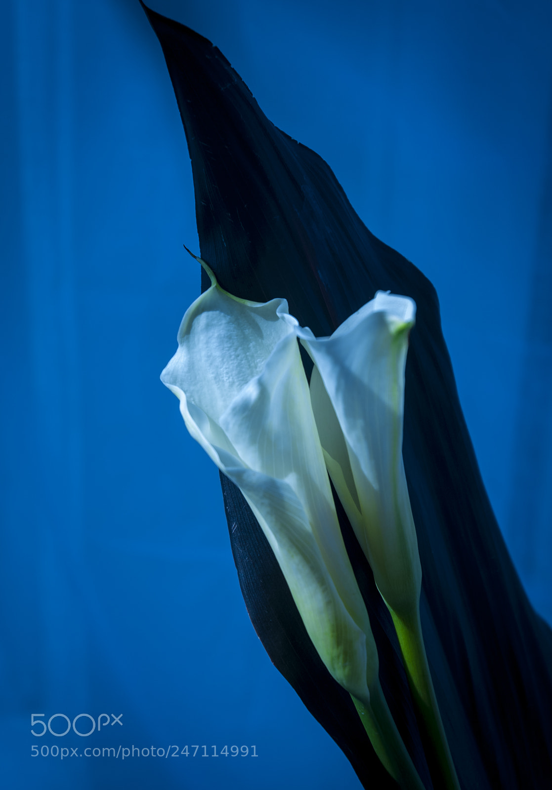 Nikon D200 sample photo. Lilly photography