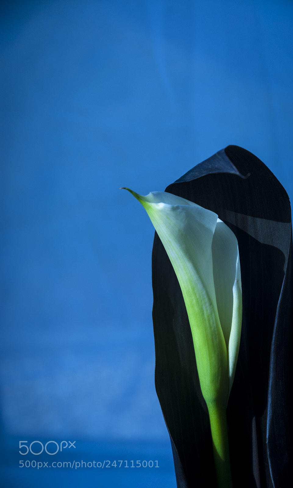 Nikon D200 sample photo. Lilly photography