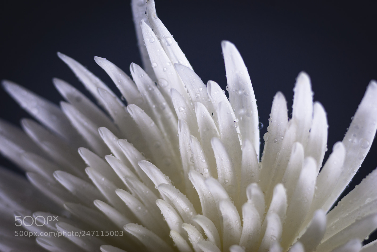 Nikon D200 sample photo. Flower with water droplets photography