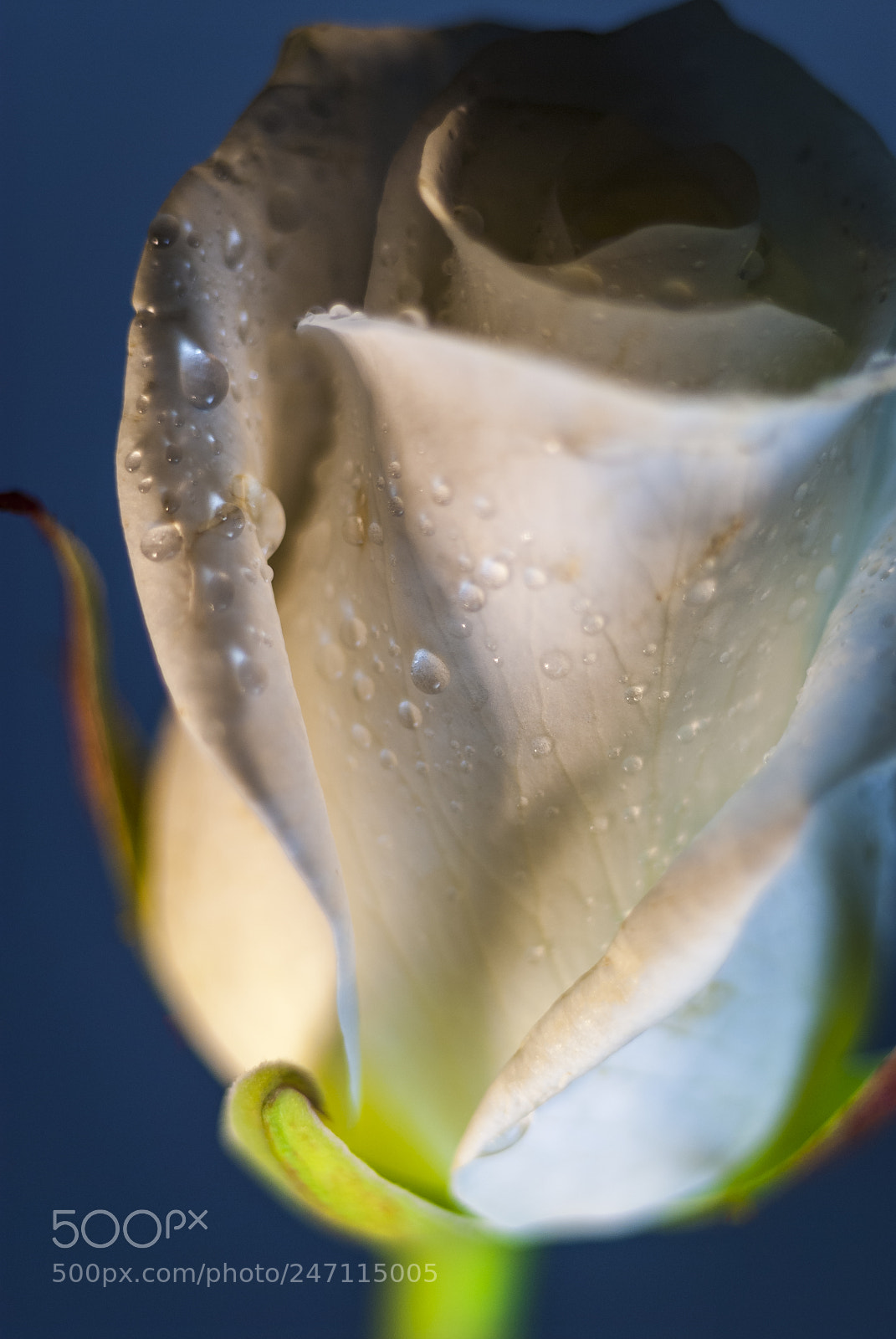 Nikon D200 sample photo. Rose with water droplets photography