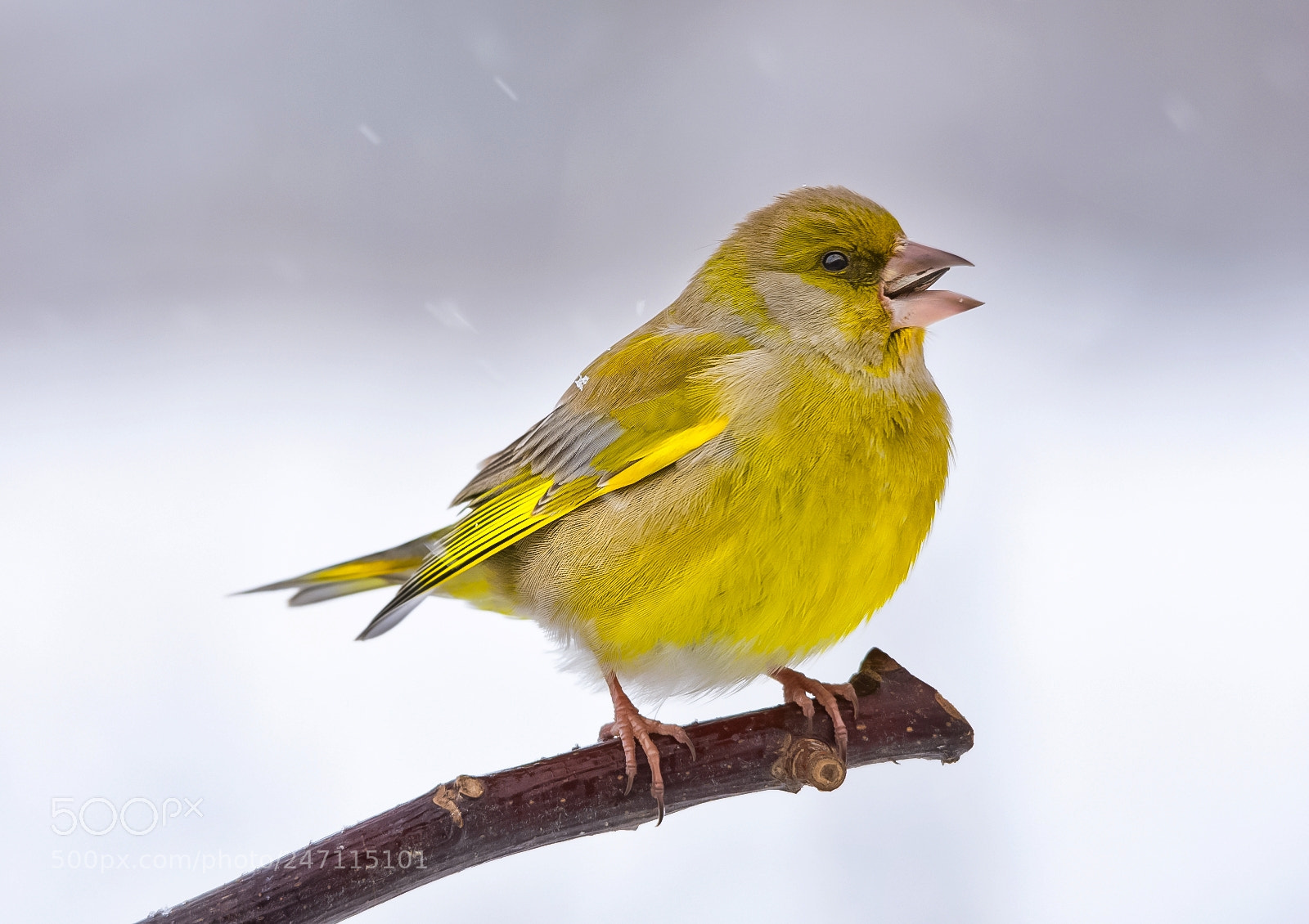 Nikon D7200 sample photo. Greenfinch photography