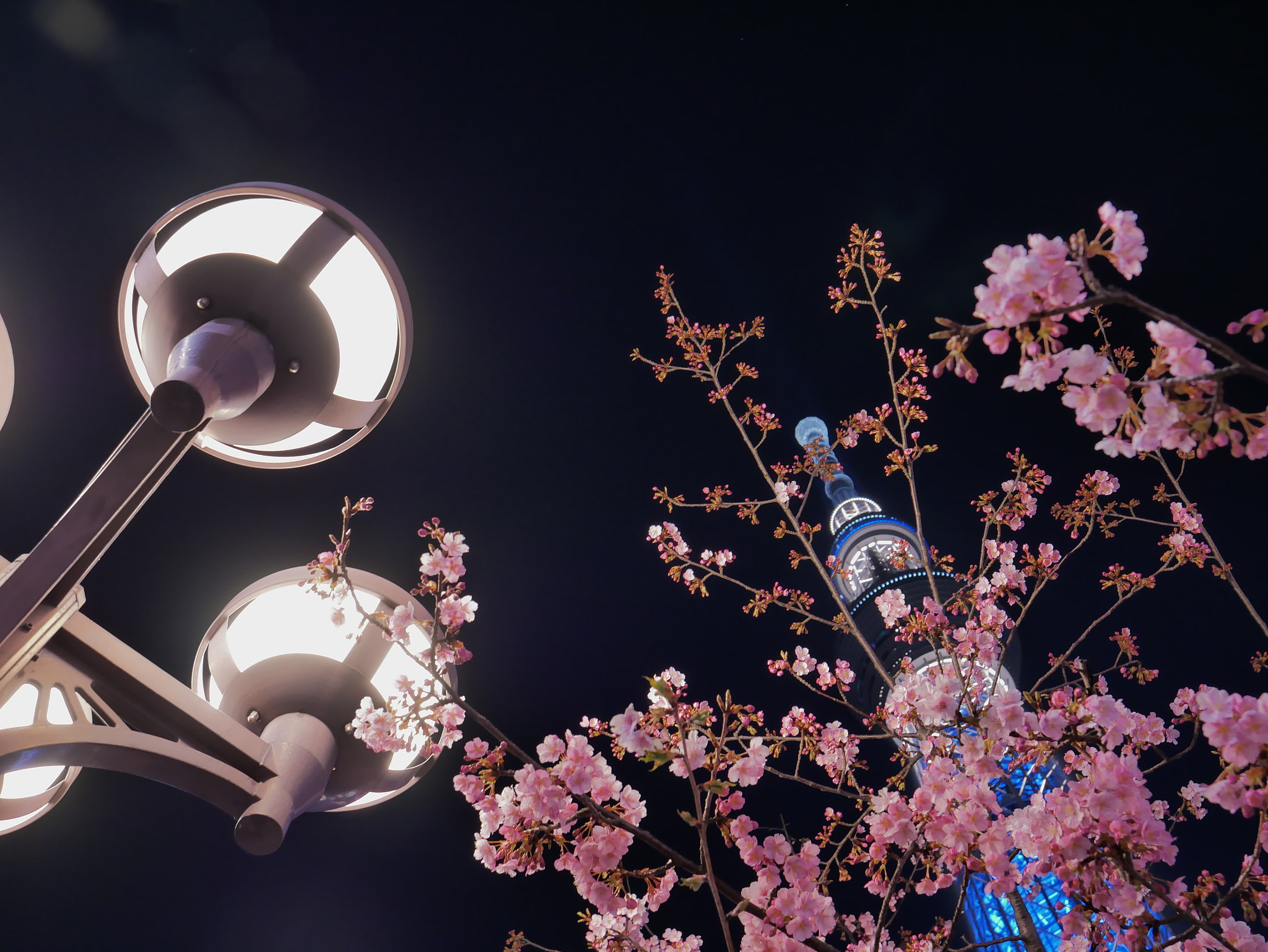 Panasonic DMC-G8 sample photo. 夜桜 with スカイツリー photography