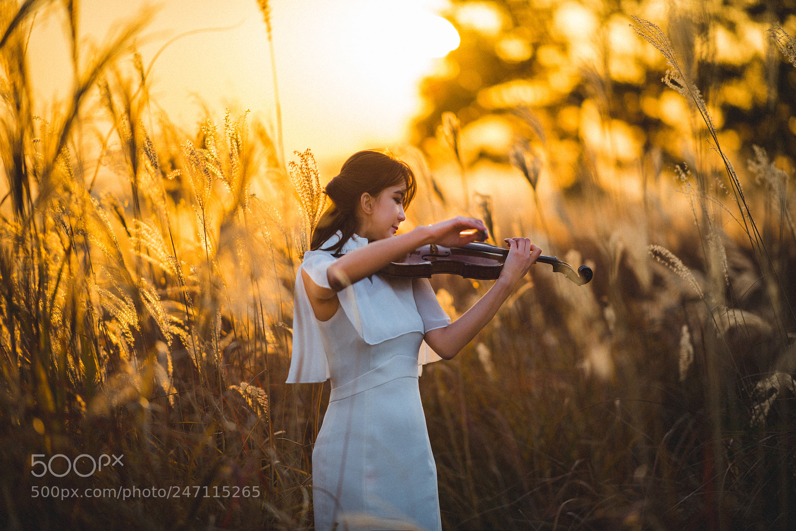 Nikon D810 sample photo. Violinist photography