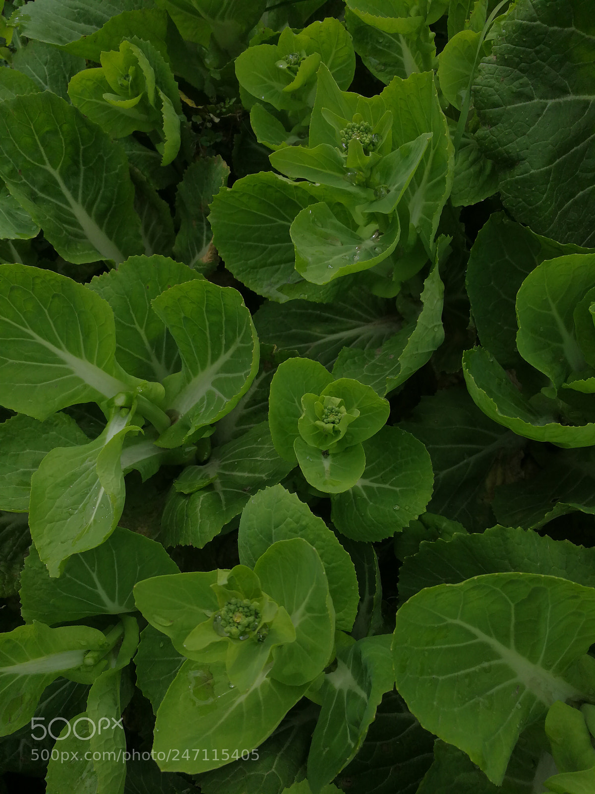 HUAWEI Mate 9 sample photo. Untitled photography