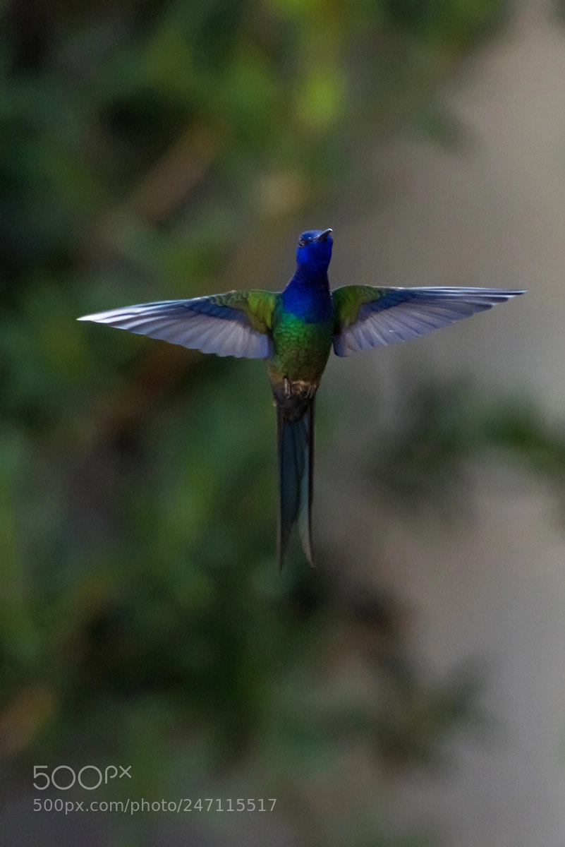 Nikon D810 sample photo. In my backyard photography