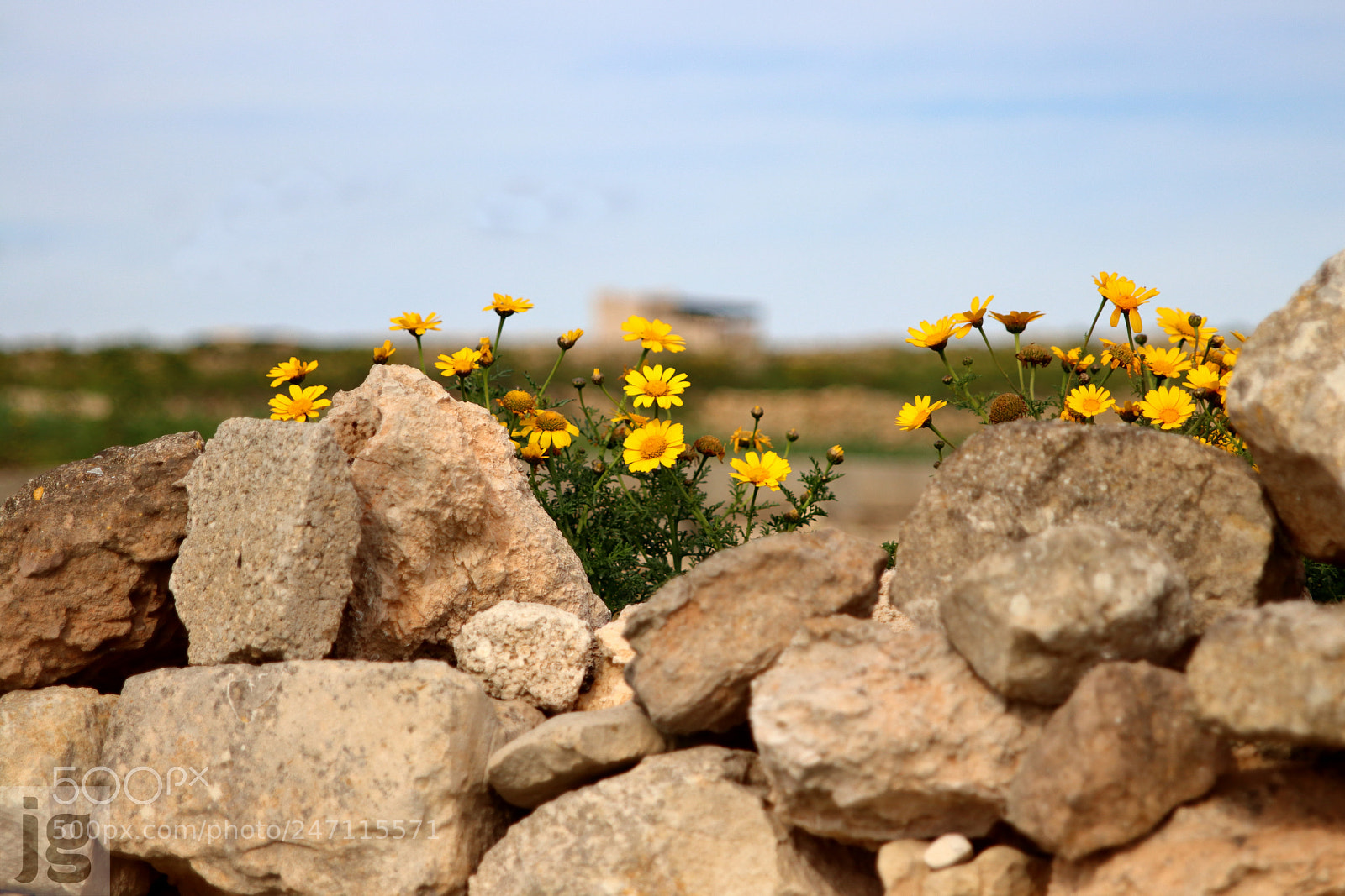Canon EOS 77D (EOS 9000D / EOS 770D) sample photo. Yellow flowers atop stone photography