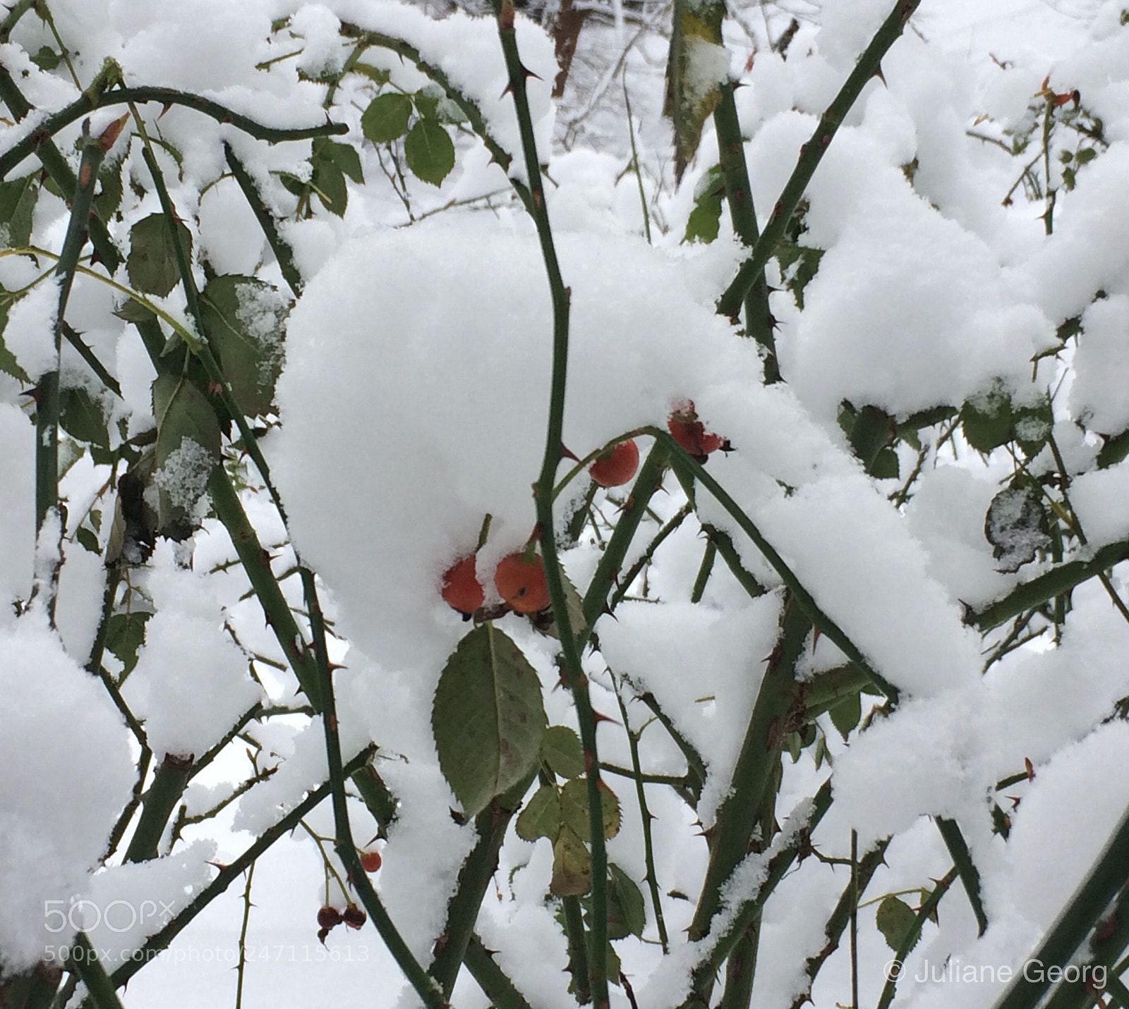 Apple iPhone 5s sample photo. Plant in the snow photography