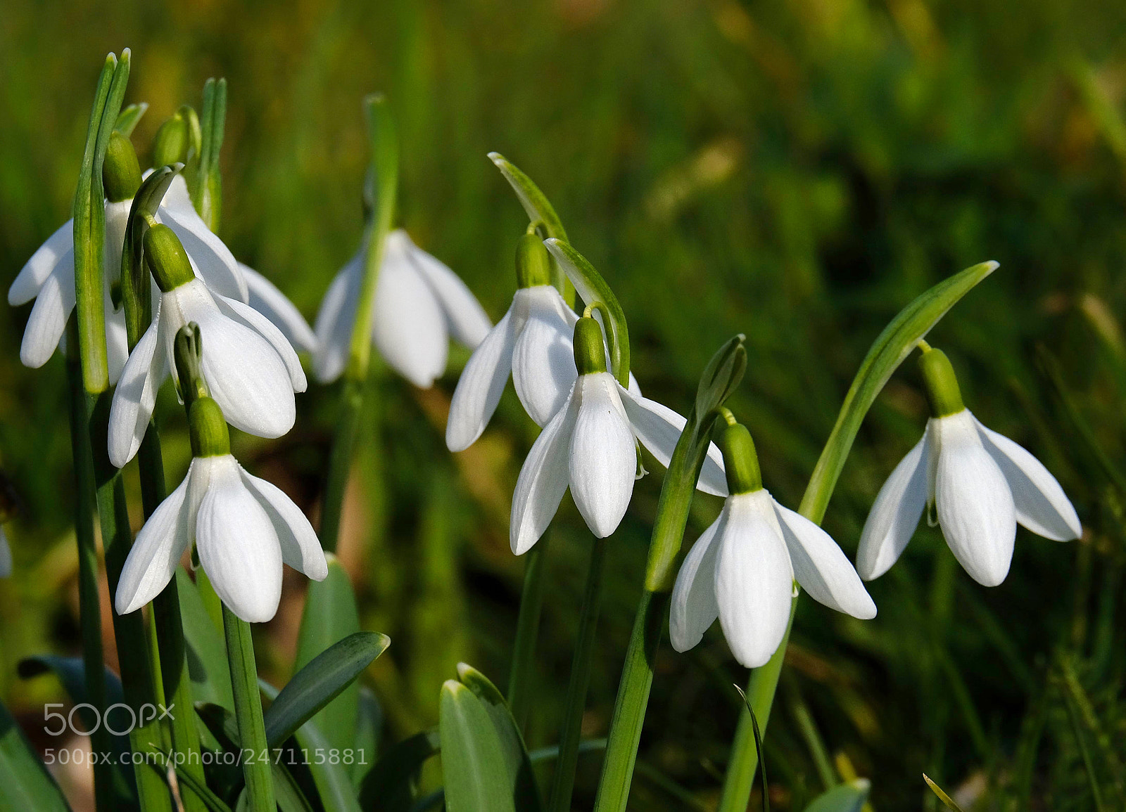 Fujifilm X-T20 sample photo. "snowdrops". photography