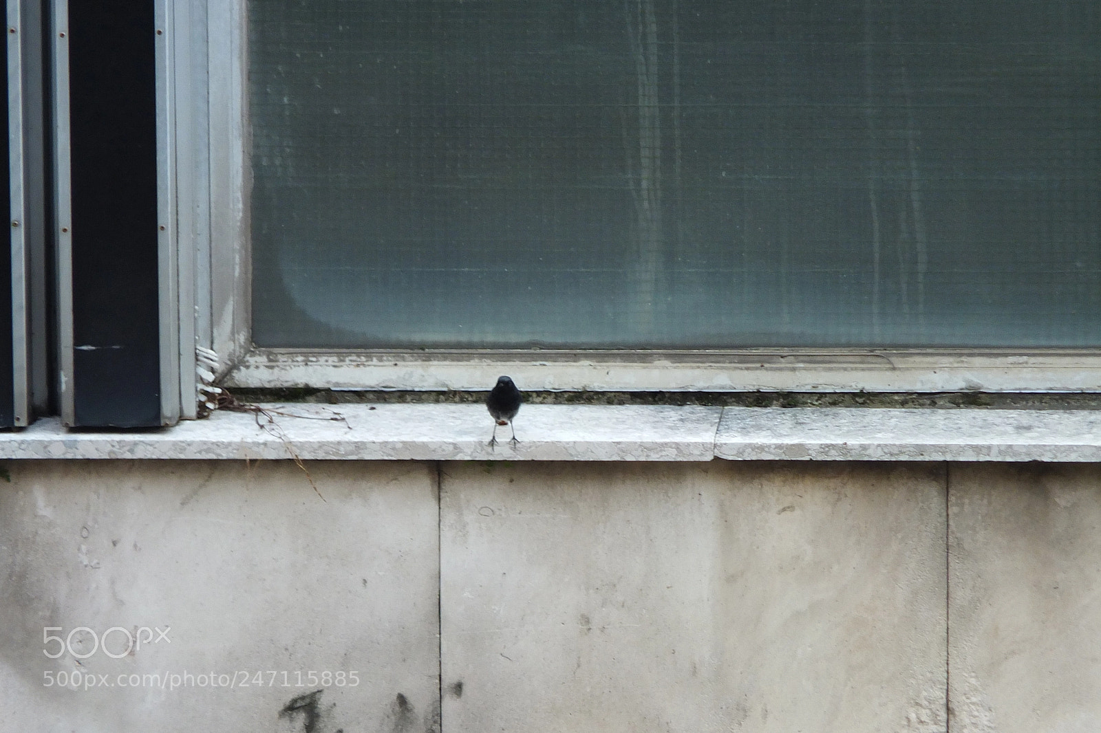 Fujifilm X-S1 sample photo. Black redstart phoenicurus ochruros photography
