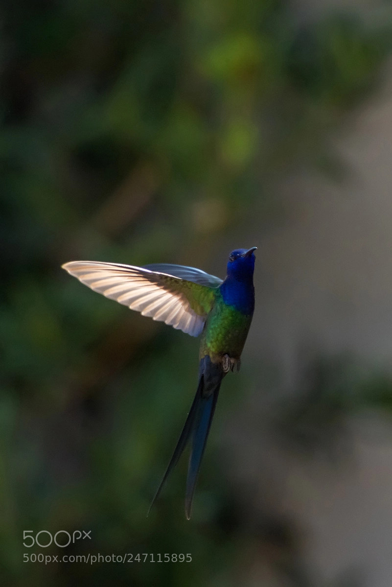Nikon D810 sample photo. In my backyard 2 photography
