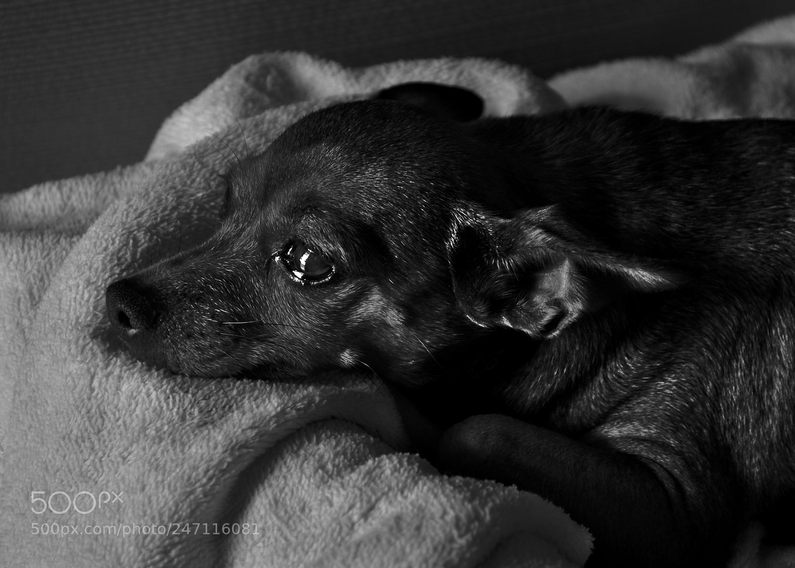 Nikon D5100 sample photo. Mel chorando photography