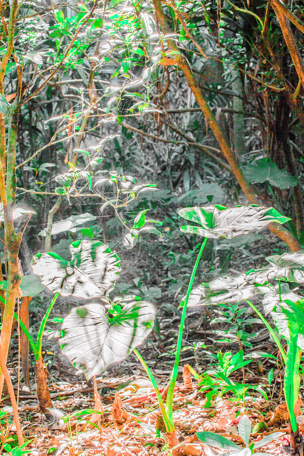 Canon EOS 60D sample photo. Leaf photography
