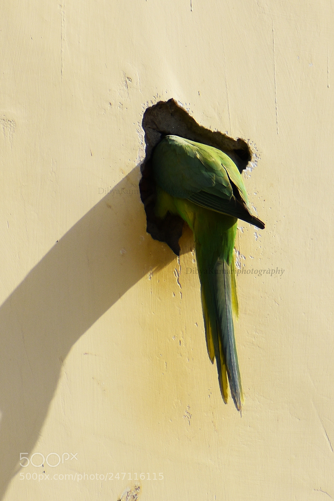 Nikon D3400 sample photo. Parrot_lovelife photography