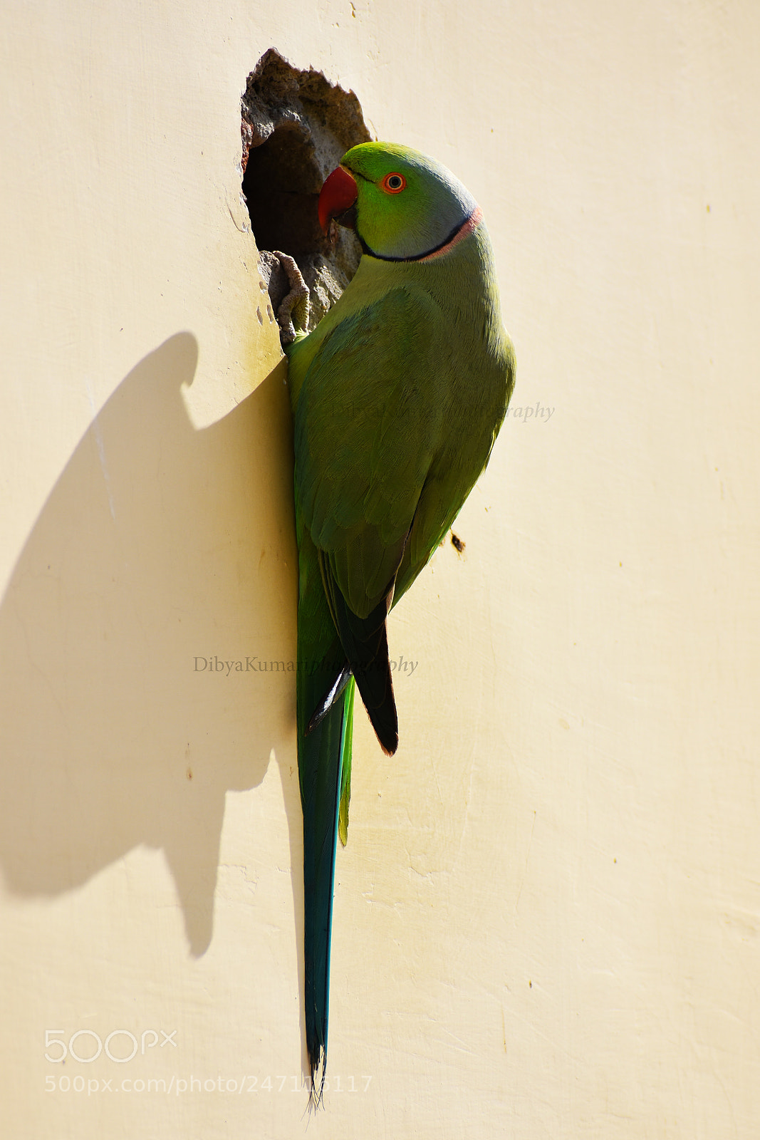 Nikon D3400 sample photo. Parrot_lovelife photography