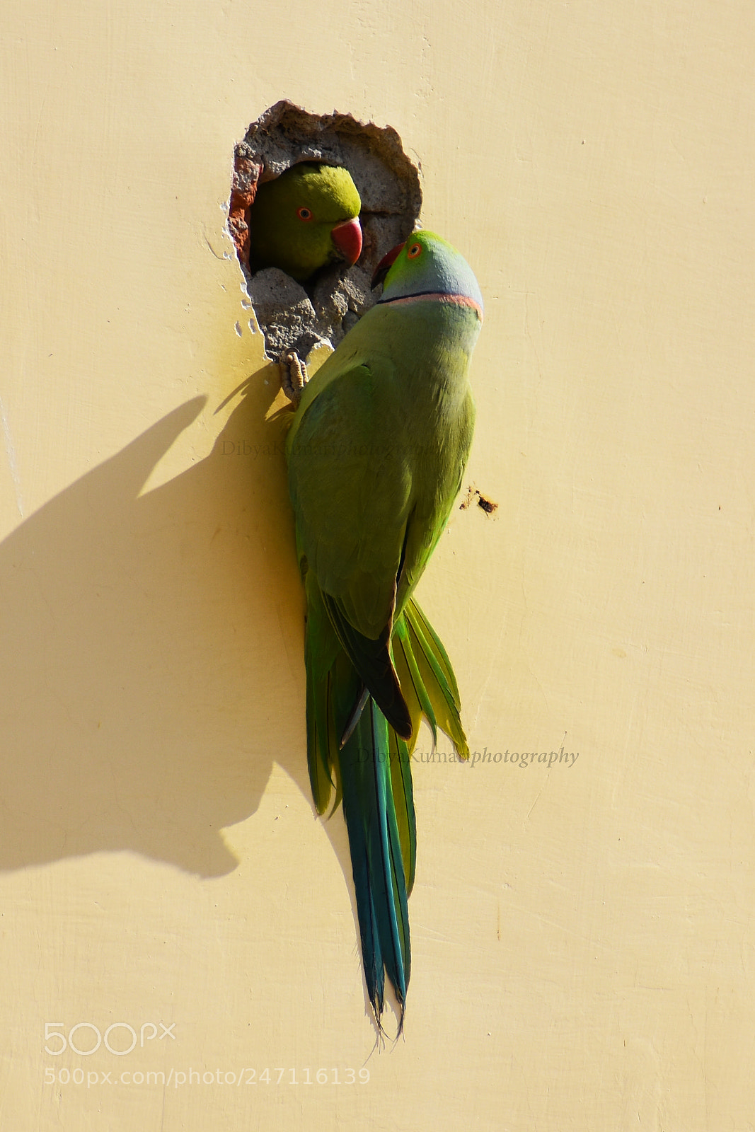 Nikon D3400 sample photo. Parrot_lovelife photography