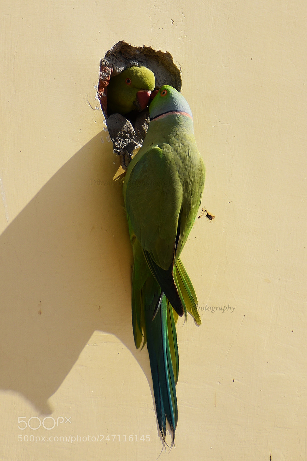 Nikon D3400 sample photo. Parrot_lovelife photography