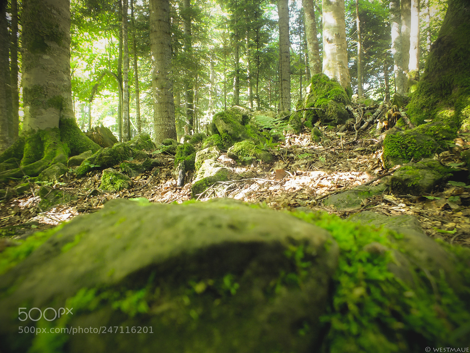 FujiFilm FinePix HS20 EXR (FinePix HS22 EXR) sample photo. Deep in the forest photography