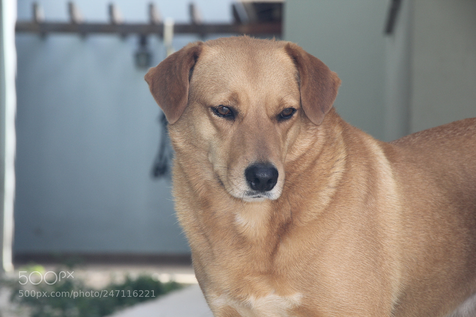Canon EF-S 18-135mm F3.5-5.6 IS sample photo. Img photography