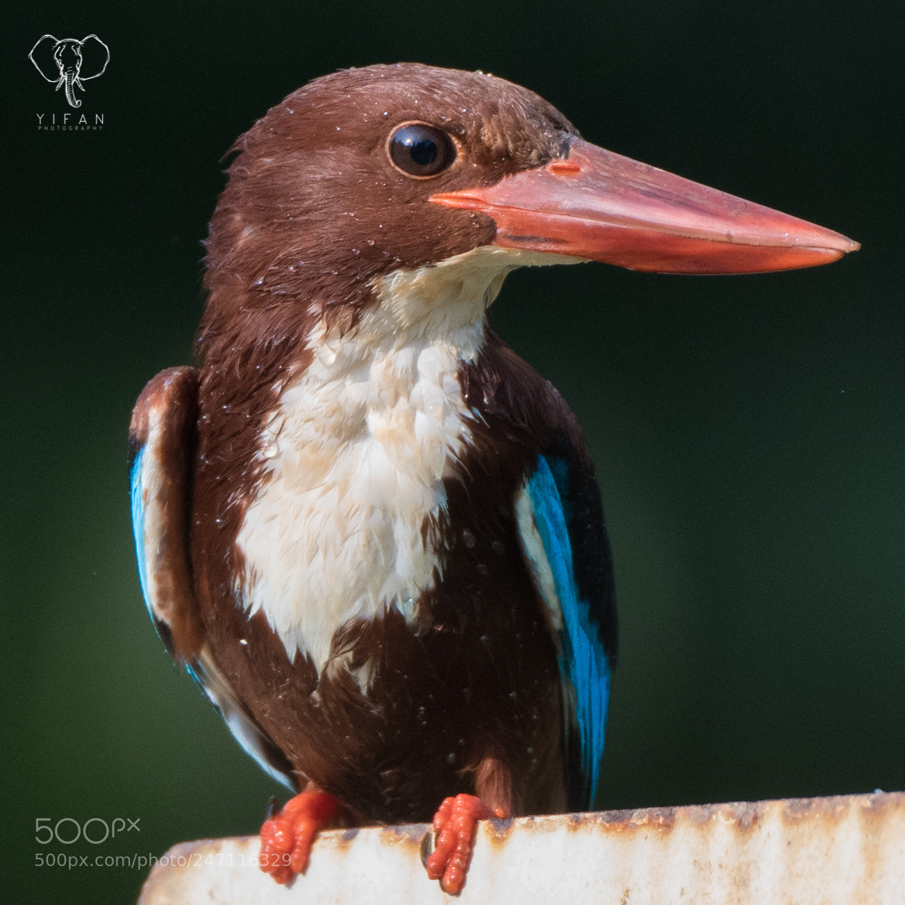 Nikon D850 sample photo. White throated kingfisher photography