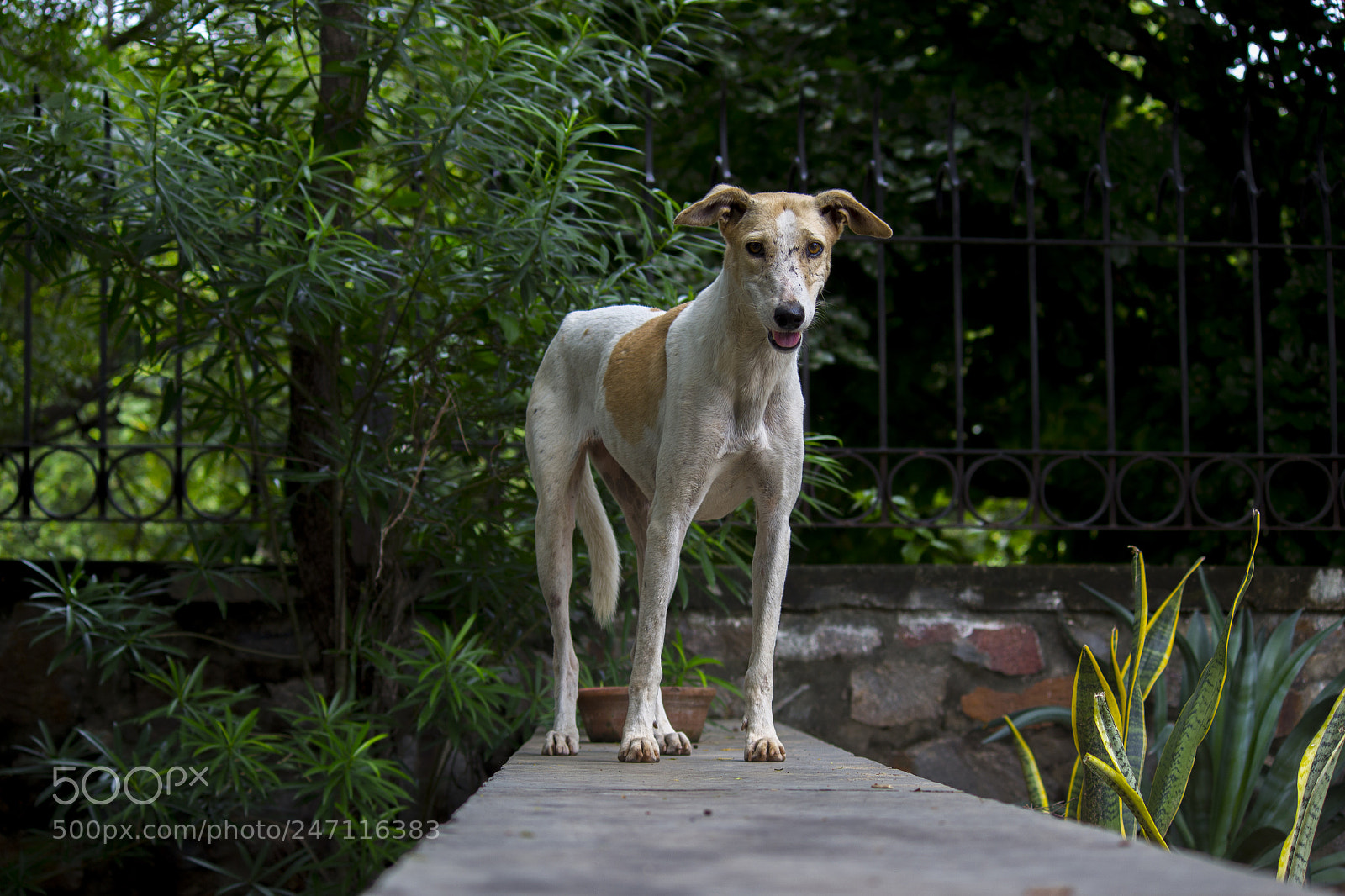 Canon EOS 700D (EOS Rebel T5i / EOS Kiss X7i) sample photo. Img photography