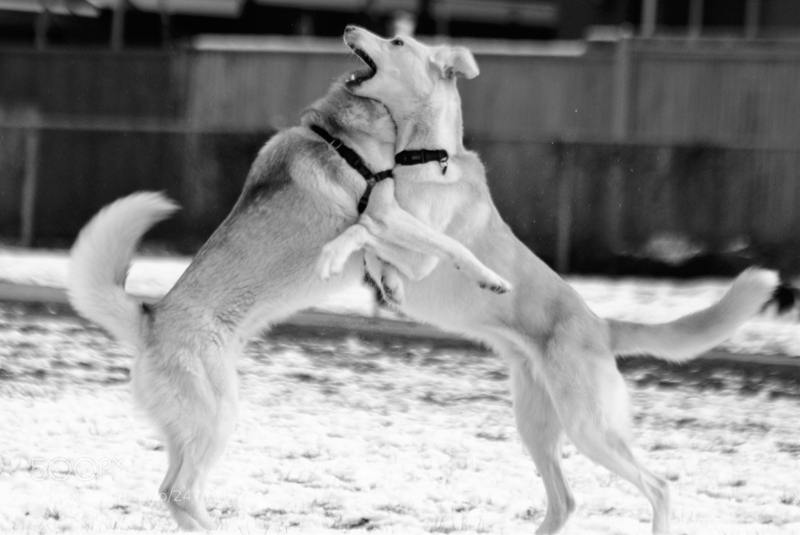 Canon EOS 700D (EOS Rebel T5i / EOS Kiss X7i) sample photo. Brothers in arms photography