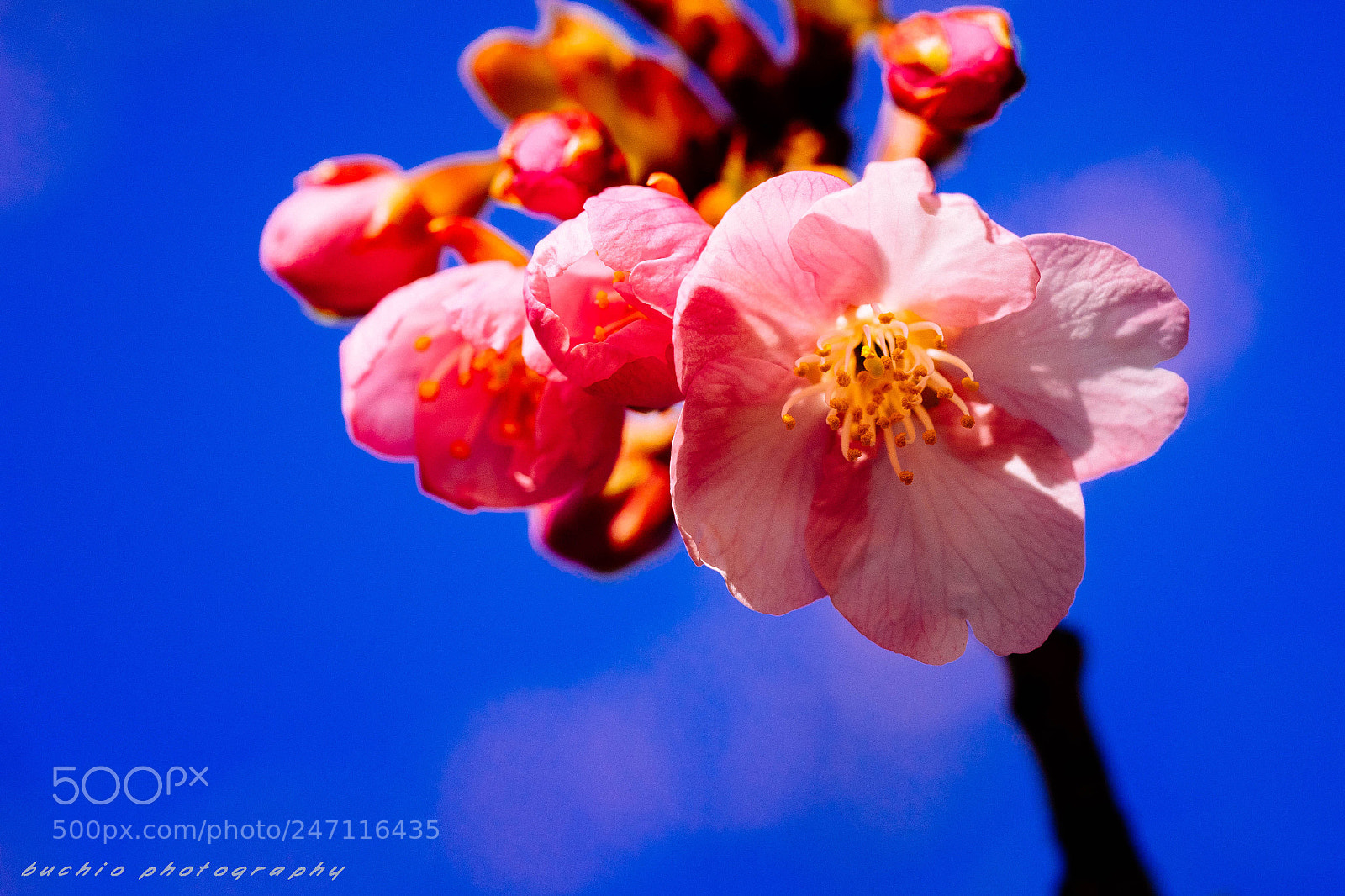 Olympus OM-D E-M1 sample photo. Kawazu cherry tree photography