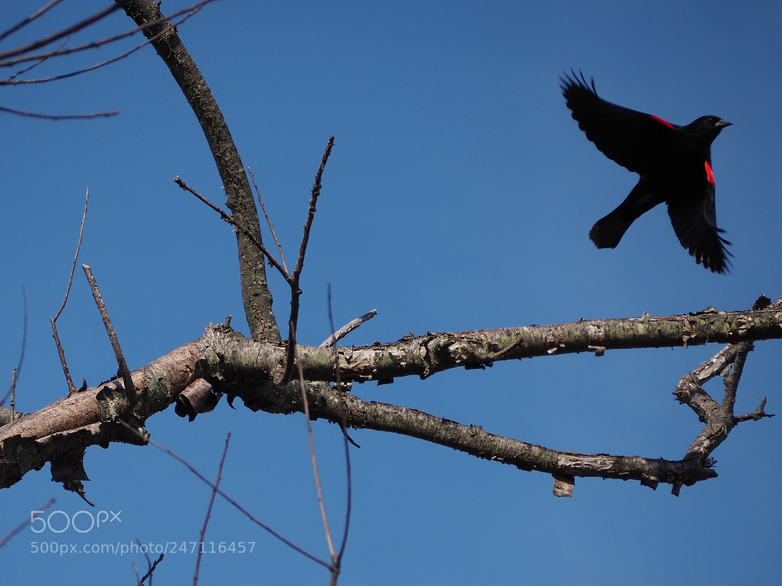 Olympus OM-D E-M10 II sample photo. Red-winged blabkbird photography