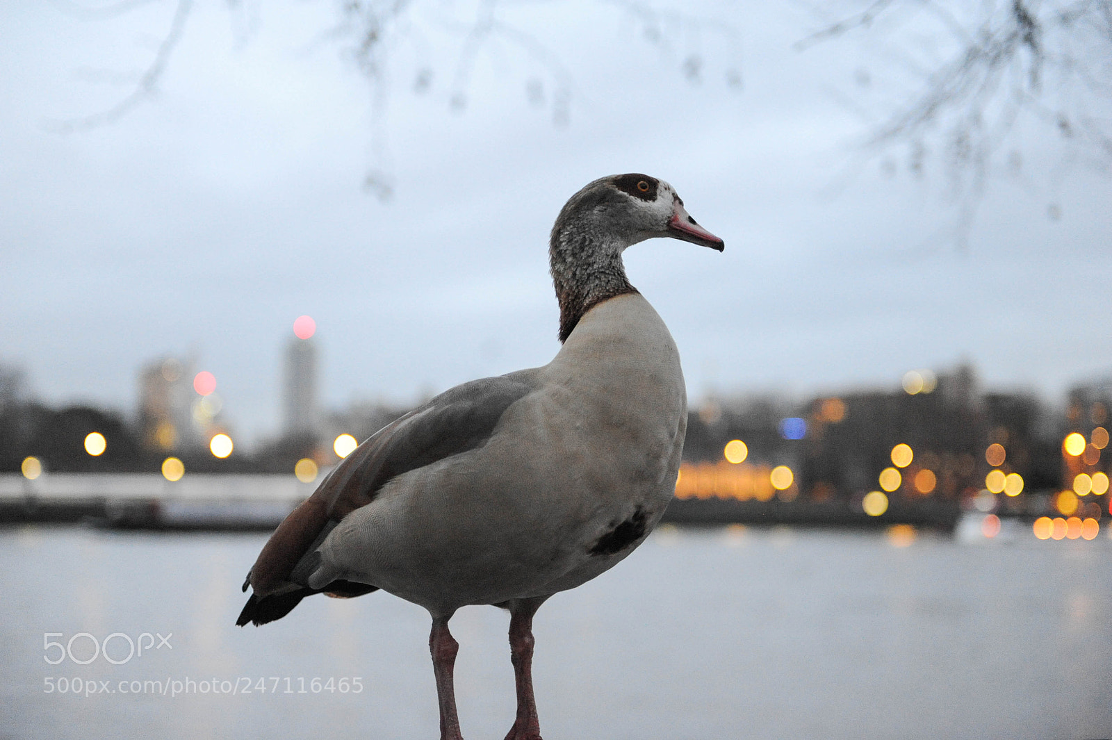 Nikon D700 sample photo. Bird photography