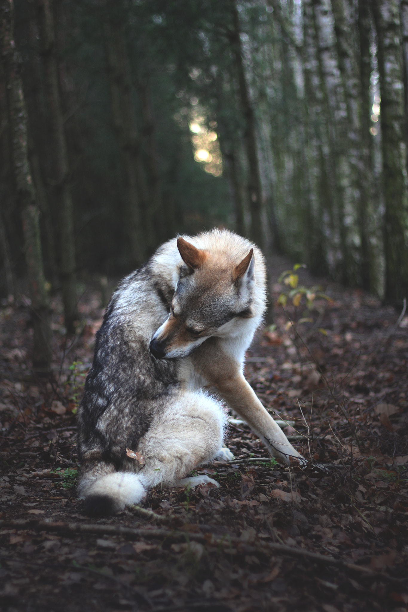 Canon EOS 550D (EOS Rebel T2i / EOS Kiss X4) + Canon EF 50mm F1.8 STM sample photo. Wolfdog into the woods photography