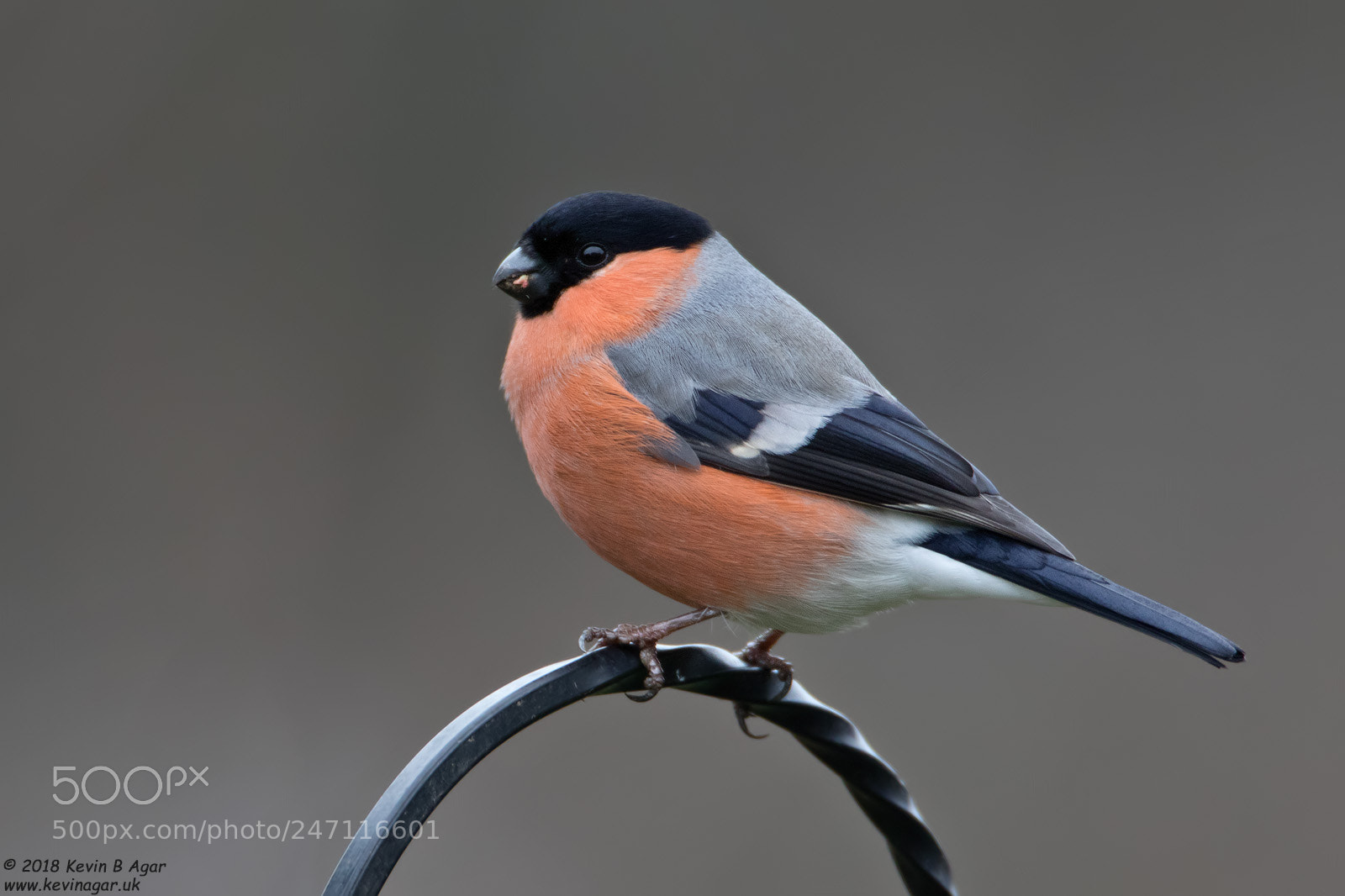 Canon EOS 7D Mark II sample photo. Bullfinch, pyrrhula pyrrhula photography