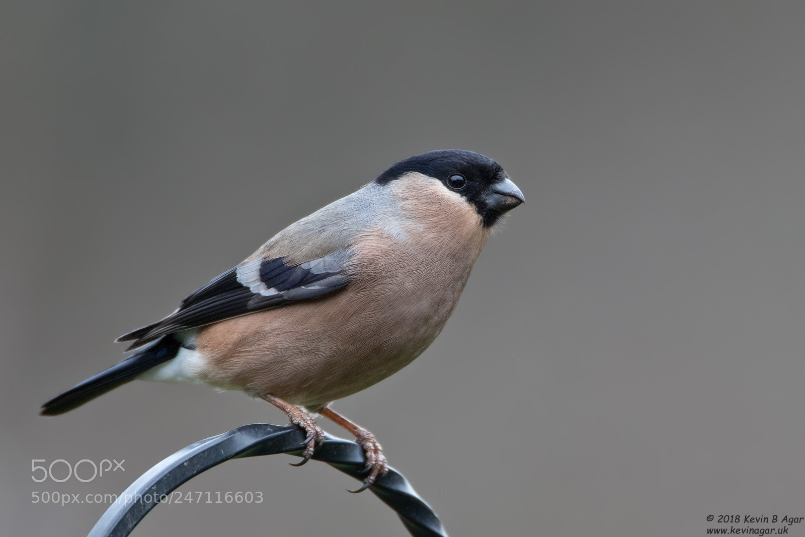 Canon EOS 7D Mark II sample photo. Bullfinch, pyrrhula pyrrhula photography