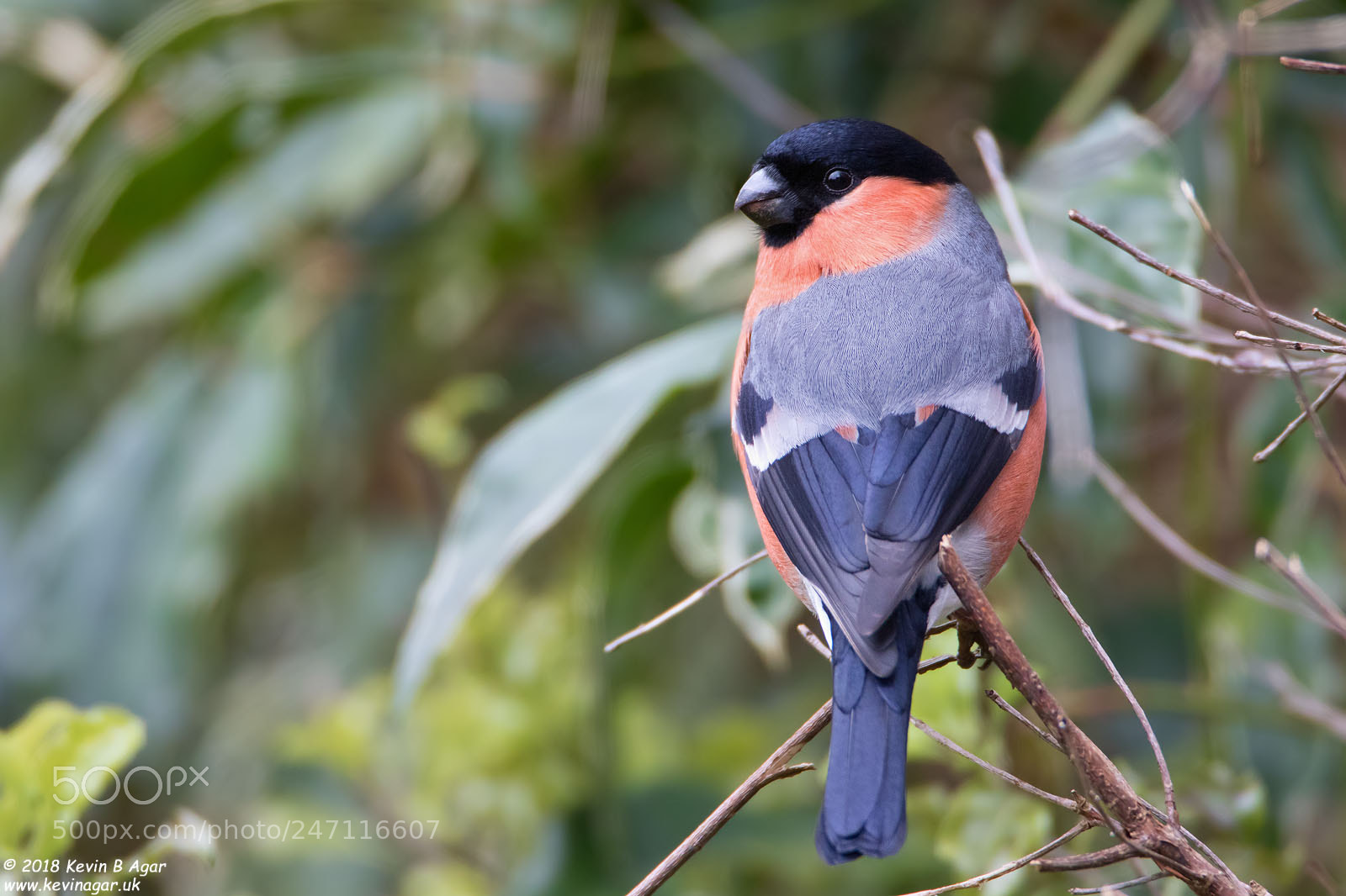 Canon EOS 7D Mark II sample photo. Bullfinch, pyrrhula pyrrhula photography